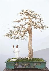 “揖翠凝生——2021中國(guó)盆景名城順德第三屆盆景大展”今日開(kāi)幕