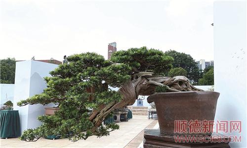 “揖翠凝生——2021中國(guó)盆景名城順德第三屆盆景大展”今日開(kāi)幕